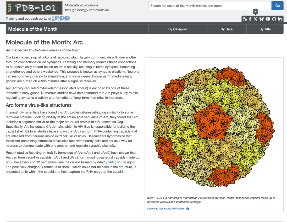 Jason Shepherd (@jasonsynaptic) on Twitter photo Arc is the protein of the month on <a href="/buildmodels/">rcsb pdb 💉🧬💻🔬💊🌱🧠🦠</a> (link below)!! Of course, it's really protein of the century in my mind 😆
Thanks to <a href="/janetiwasa/">Janet Iwasa</a> and her team for the excellent write up and animations! Arc is the protein of the month on <a href="/buildmodels/">rcsb pdb 💉🧬💻🔬💊🌱🧠🦠</a> (link below)!! Of course, it's really protein of the century in my mind 😆
Thanks to <a href="/janetiwasa/">Janet Iwasa</a> and her team for the excellent write up and animations!