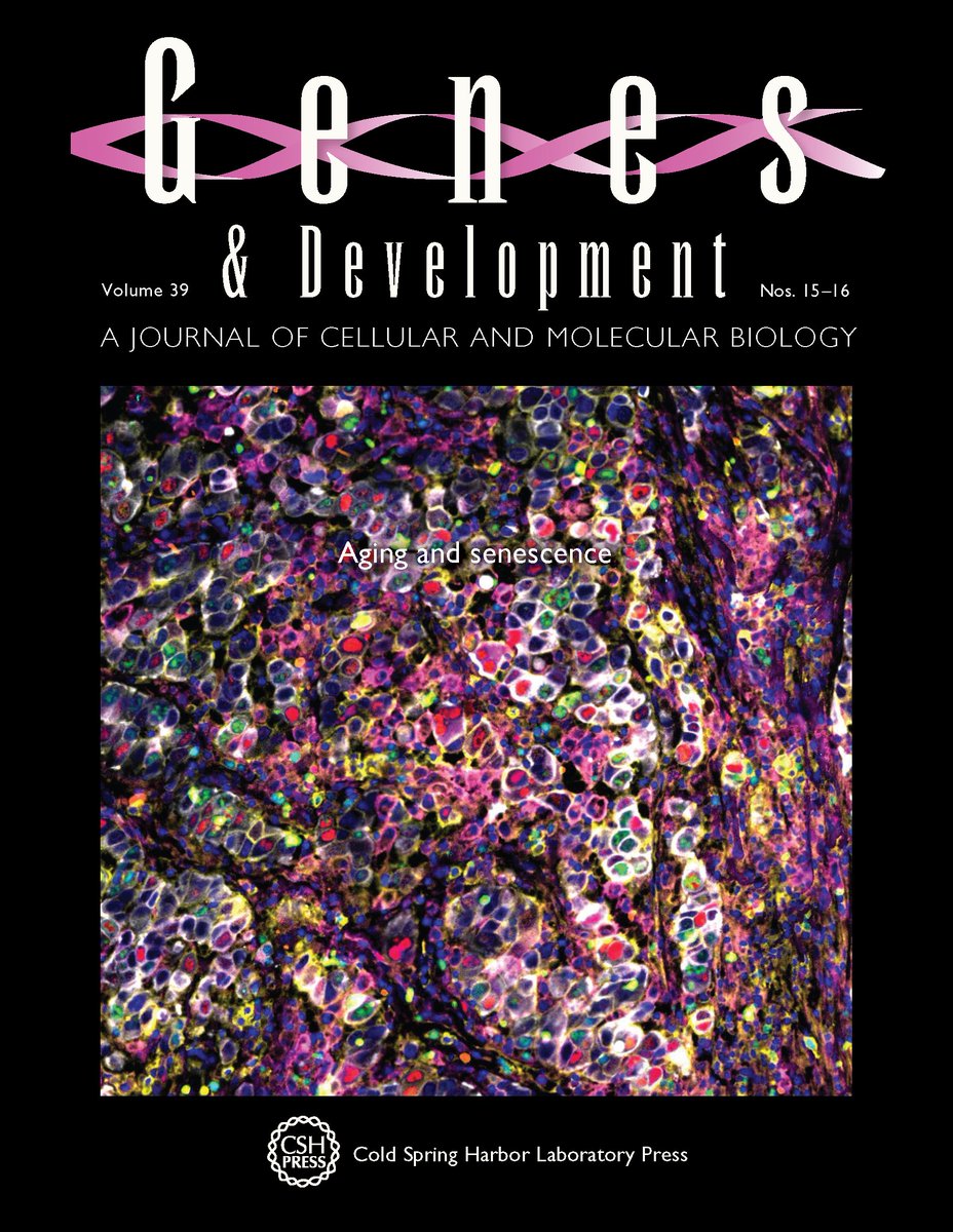 NEW ISSUE ALERT!!!

Inspired by the 2025 CSHL Symposium on Aging &amp; Senescence, this issue features a collection of Outlook,  Perspective, and Review articles on the impact of aging on metabolism, immunity, reproductive health &amp; cancer.

Online now:
➡️ genesdev.cshlp.org/content/39/15-…