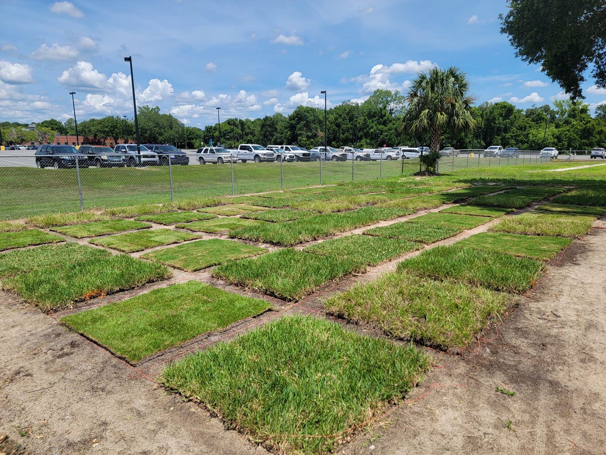 AJ Lindsey (@ajlindseyturf) on Twitter photo Busy summer installing new turf for research on compost soil amendments and non-irrigated turf. <a href="/UFTurfTeam/">UF IFAS Turfgrass</a> Busy summer installing new turf for research on compost soil amendments and non-irrigated turf. <a href="/UFTurfTeam/">UF IFAS Turfgrass</a>