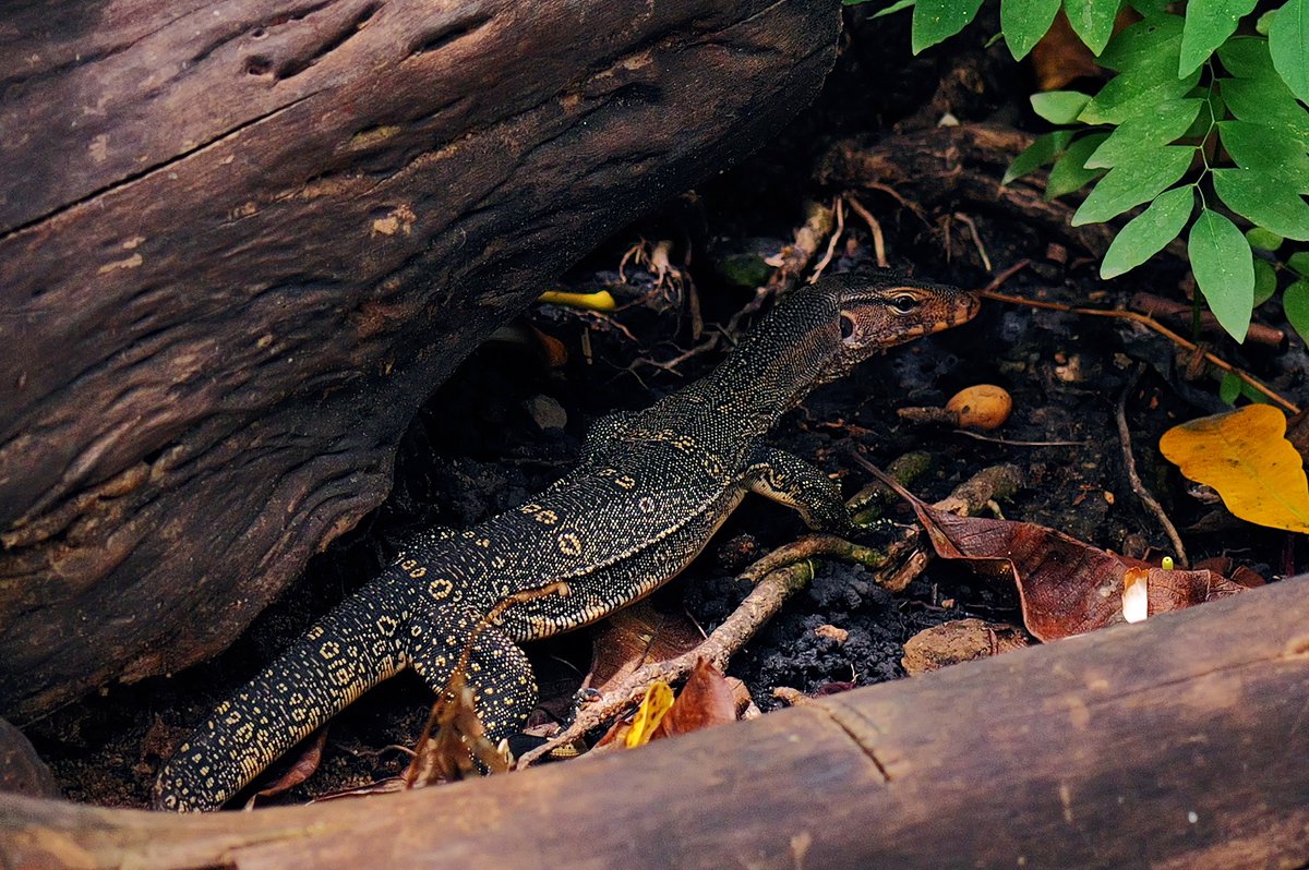 Samut Prakan - Thailand