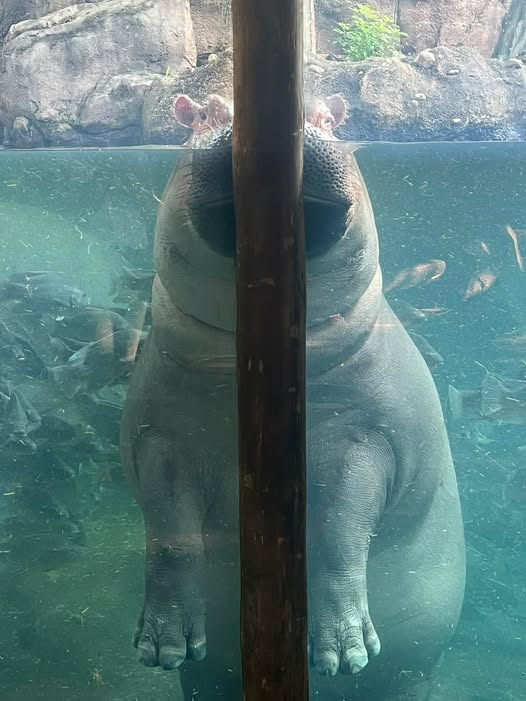 Cincinnati Zoo (@cincinnatizoo) on Twitter photo Fiona trying to hide. 😆🦛 Fiona trying to hide. 😆🦛