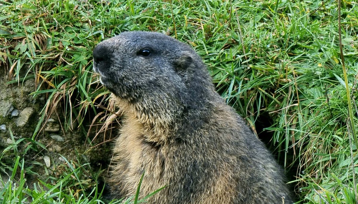 marmot fact of the day: they are herbivores!