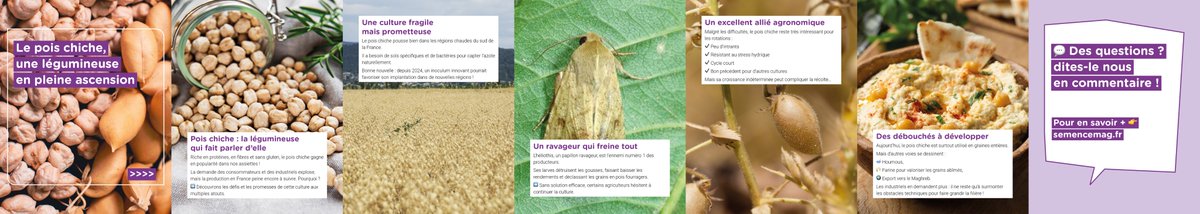 🌱 Riche en protéines et sans gluten, le pois chiche séduit l’alimentation humaine.
En 2025, la sole devrait rester stable à 30 000 ha.

👉 Semences certifiées, choix des parcelles et maîtrise de l’ascochytose : des clés pour sécuriser cette légumineuse aux débouchés prometteurs