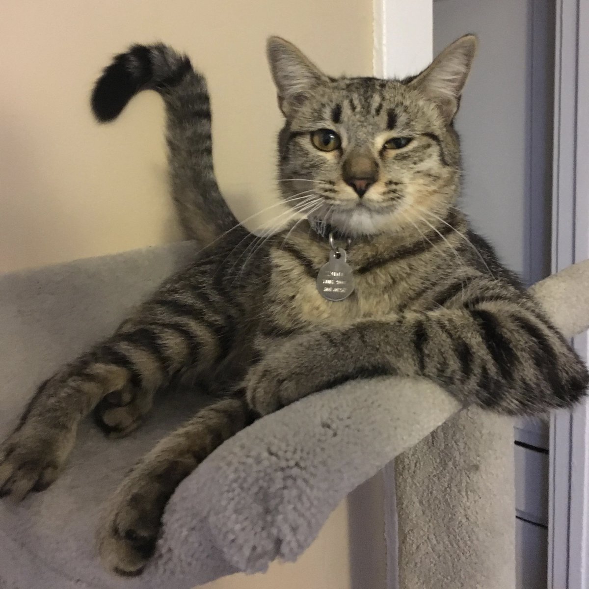 buckyascat's tweet image. 