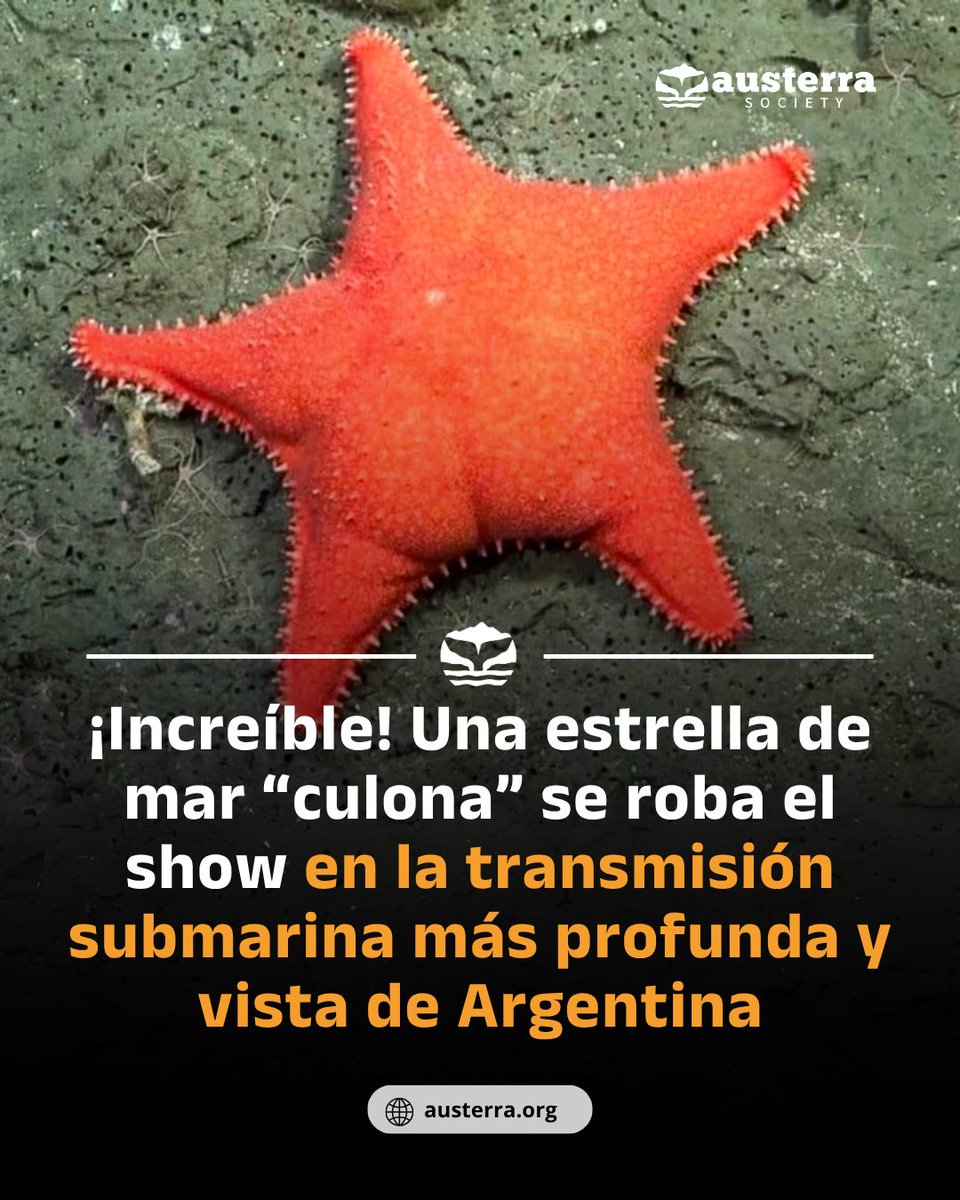 👉 Una estrella de mar “culona” se robó el show en la transmisión submarina más profunda y vista de Argentina. La expedición Talud Continental IV, liderada por CONICET en colaboración con el Schmidt Ocean Institute, transmitió en vivo desde 3.900 metros de profundidad 🤯
