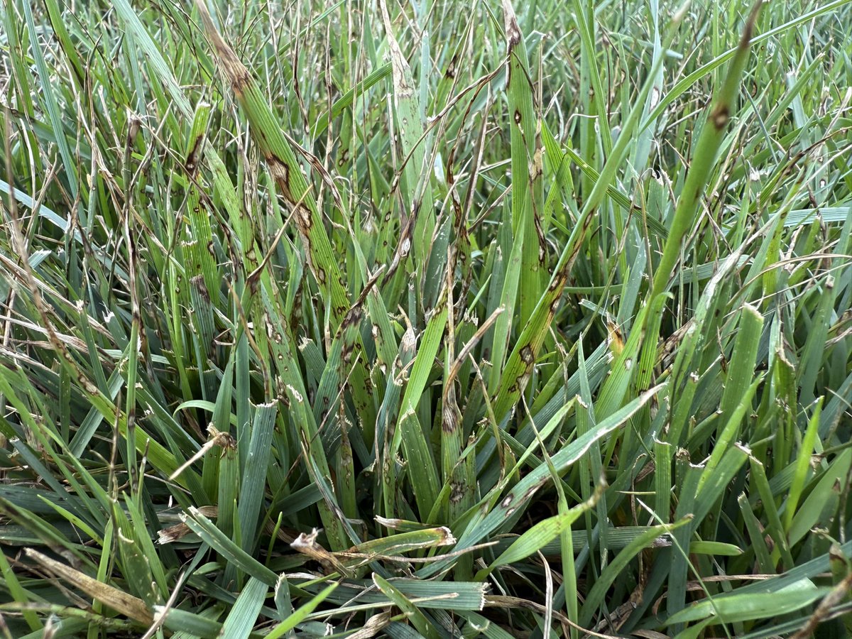 Backyard check plot is now crabgrass. The new check plot in front yard getting pounced immediately by GLS. Pretty brutal year for fescue in the south.