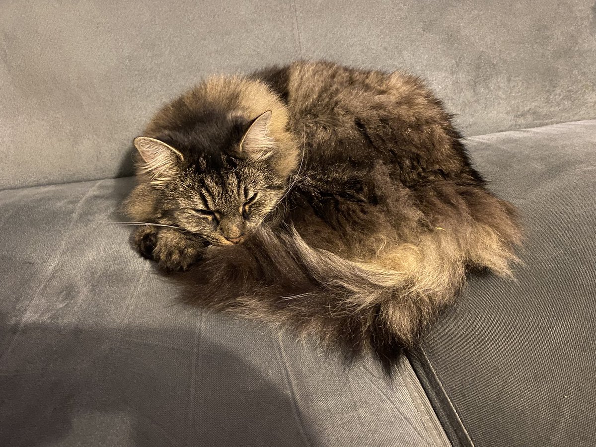 Dobranoc się z Państwem 😻