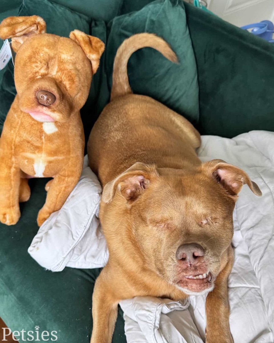 Puddin and her twin! 💙

Puddin's human says this reminds him of the puppy version of her. 🥹