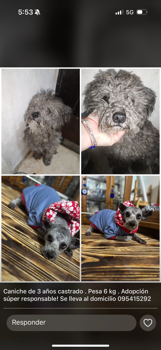 🐾 EN ADOPCIÓN RESPONSABLE 🐾
Este pequeño busca una familia 💛
📍Aprox. 3 años
⚖️ Pesa 6 kilos
✅ Esterilizado
Es un compañerazo ideal: tamaño justo, ya sin pendientes veterinarios y con mucho amor para dar.