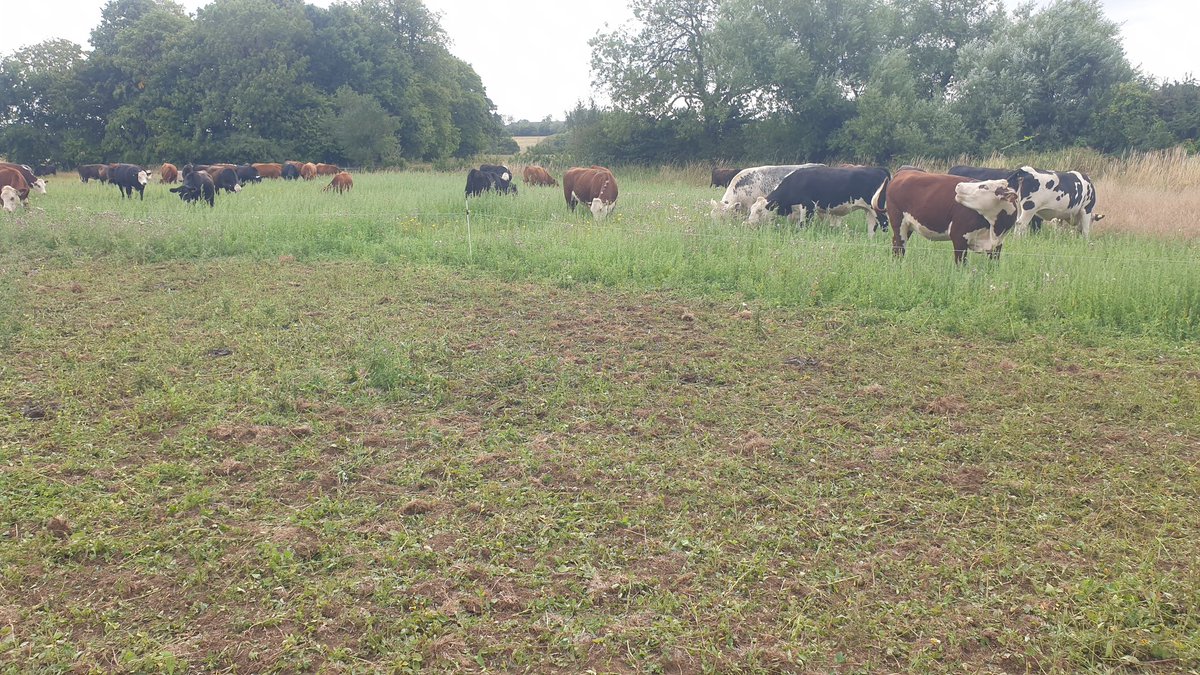 Very please to see the cattle enjoying this cracking crop of fat hen! 
#farming