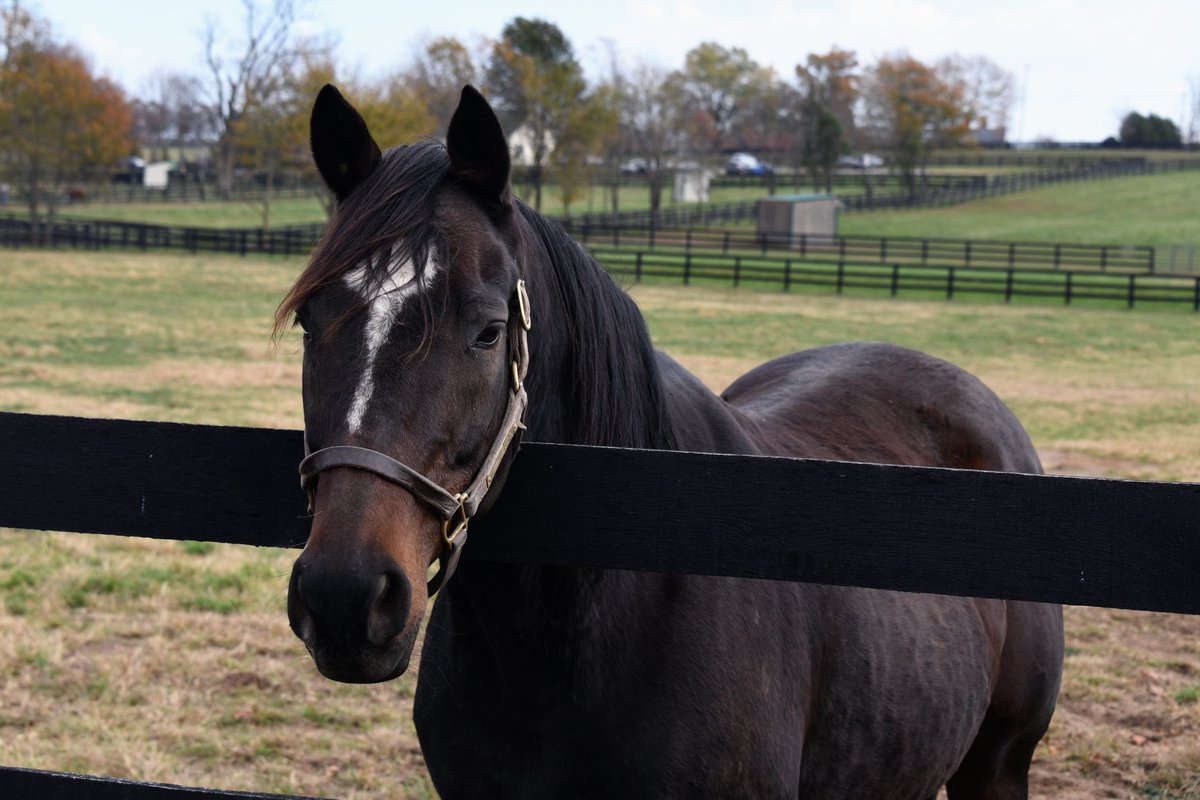 Old Friends (@oldfriendsfarm) on Twitter photo .<a href="/jayemesssam/">samantha siegel</a>’s Arson Squad was an excellent racehorse with 18 top three finishes in 35 starts led by two Grade 2 victories for nearly $1.2 million in earnings. At Old Friends, he hangs out with BFF Fighting City Hall talking about his glory days every chance he gets. .<a href="/jayemesssam/">samantha siegel</a>’s Arson Squad was an excellent racehorse with 18 top three finishes in 35 starts led by two Grade 2 victories for nearly $1.2 million in earnings. At Old Friends, he hangs out with BFF Fighting City Hall talking about his glory days every chance he gets.