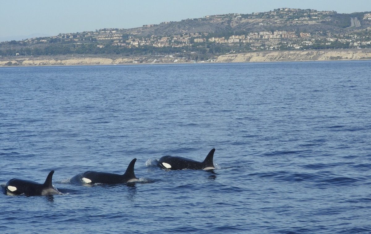 CCConservancy's tweet image. The ocean is full of surprises—and conservation protects all of it, from tidepools to top predators like these majestic orcas.

#CrystalCoveConservancy #OrcaWatch #OceanConservation #SoCalWildlife #WhaleWatching #GetOutside #MarineLife #CoastalConservation