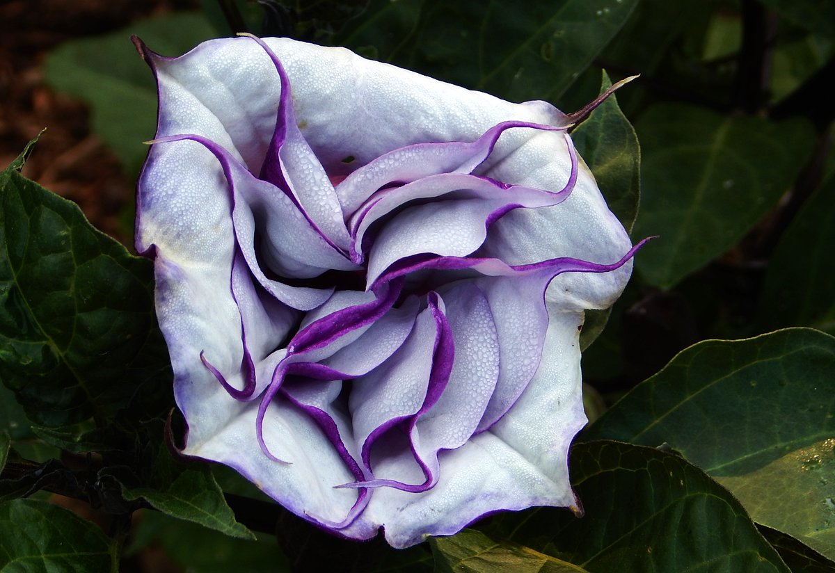 #FlowersOnFriday
Beware of this highly toxic beauty... (Datura metel) Fastuosa