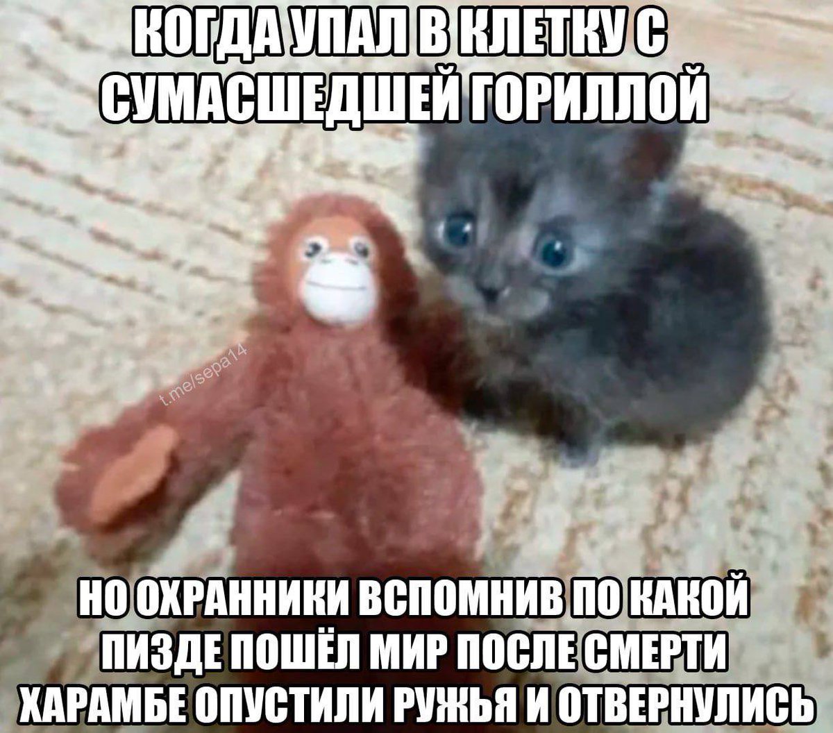 Б҄еⷷсⷭсⷭмⷨыꙹсⷭлⷧеⷷнⷩнⷩыꙹйꙵ сⷭыꙹрⷬоⷪкⷦ🦫 (@tiscks) on Twitter photo 