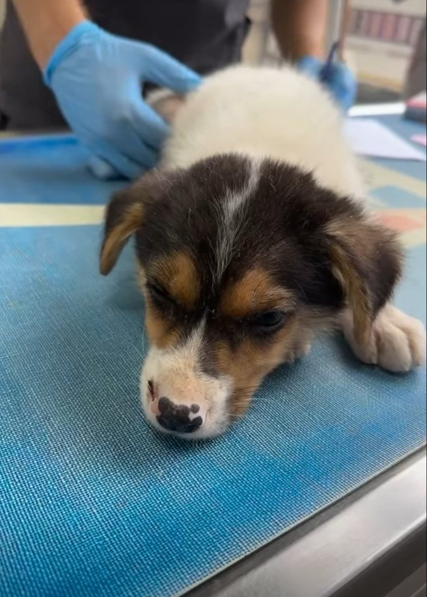 🌱UPDATE📋#583153
2 puppies are still in critical condition and began treatment today
🐶JAX: Severe anemia+scabies
🐶BEN: Enteritis,scabies &amp; parasites
Their treatment costs $1150 but only $210 collected,not enough to cover their medical needs
Please help🆘paypal.me/vet2pets