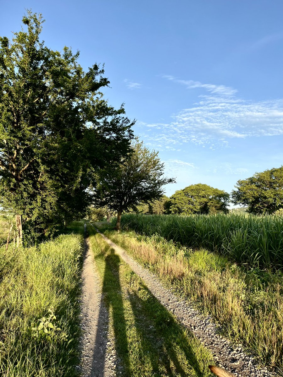 El Sur 
🐕&amp;🏃🏾‍♂️