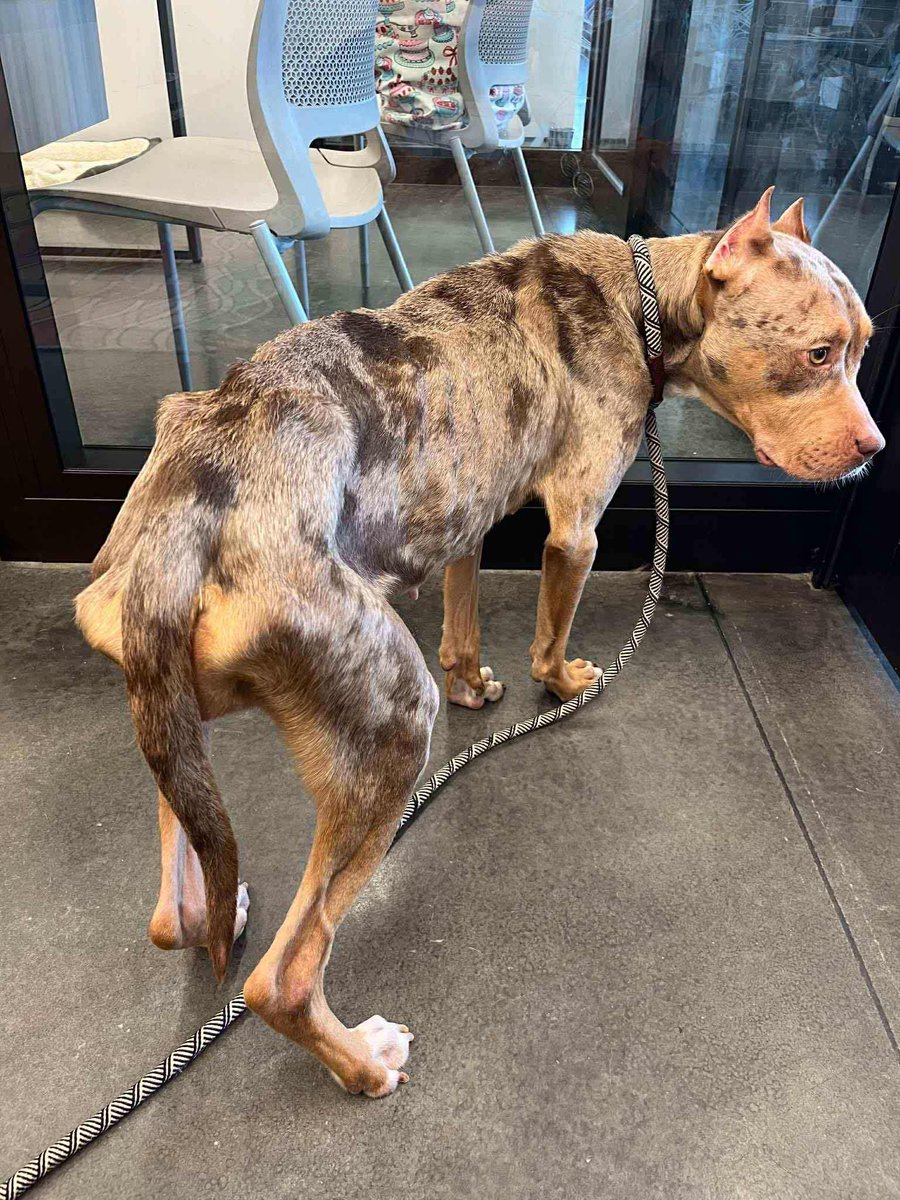 dog_rates's tweet photo. This is Yena. She was found as a severely emaciated stray eating anything she could find, including rubber. It caused a dangerous obstruction and tore through her intestines. To survive, she needed emergency surgery and hospitalization. Help her below ❤️‍🩹

https://t.co/BmEPPBxcTU https://t.co/CRRDAQ4lO1