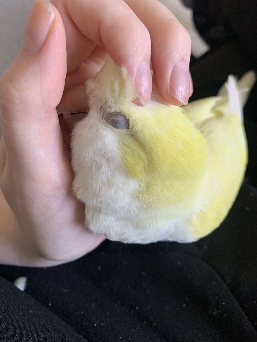 Hatchday cuddles 🐣
Our boy Gus is 2 🎉💛🎊