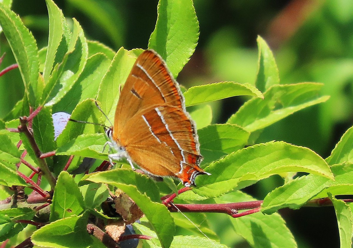 A great walk <a href="/naturetrektours/">Naturetrek</a> HQ today! A cracking Honey Buzzard cruised over to become species 97 on the office list and a lovely Brown Hairstreak at their traditional spot. #Hantsbirds