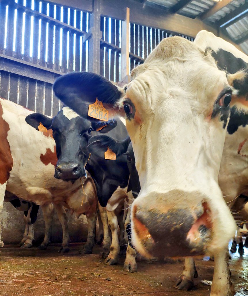 Marie Andrée Luherne🌏🐄🌿🇪🇺🇫🇷 (@maluherne56) on Twitter photo N'oubliez pas pendant les vacances de #mangerfrançais
Petit rappel !
<a href="/AnaisLuherne/">Anais Luherne 📷🐄🚜🐶</a> 🥰
<a href="/Fragritwittos/">FranceAgritwittos♥️</a> N'oubliez pas pendant les vacances de #mangerfrançais
Petit rappel !
<a href="/AnaisLuherne/">Anais Luherne 📷🐄🚜🐶</a> 🥰
<a href="/Fragritwittos/">FranceAgritwittos♥️</a>