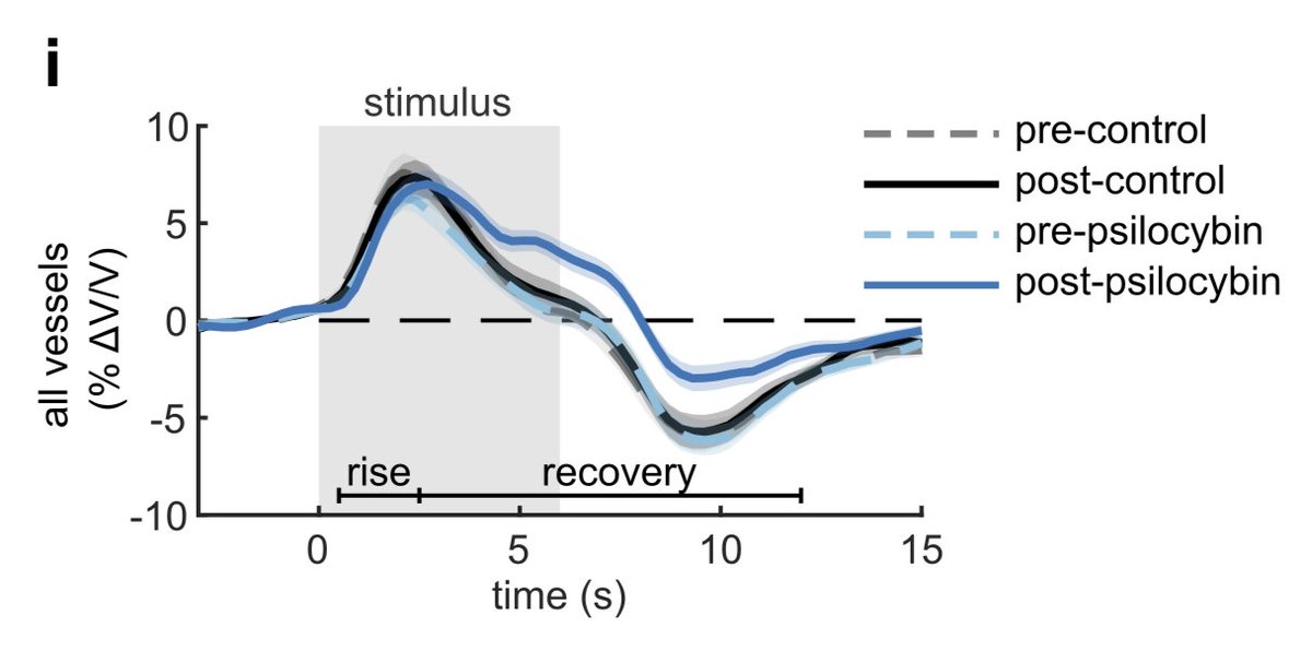 Rick Zirkel (@rick_zirkel) on Twitter photo Excited to share our latest work is up on bioRxiv! Looking at capillary flow speed changes we show that psilocybin prolongs the neurovascular coupling response to a visual stimulus. 🍄🔬🧠🩸
Preprint:
biorxiv.org/content/10.110… Excited to share our latest work is up on bioRxiv! Looking at capillary flow speed changes we show that psilocybin prolongs the neurovascular coupling response to a visual stimulus. 🍄🔬🧠🩸
Preprint:
biorxiv.org/content/10.110…
