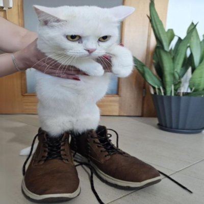BootsOnBase's tweet photo. Cc: @BasedRispaw @wizonroids #Bootify https://t.co/6RPImsL86g