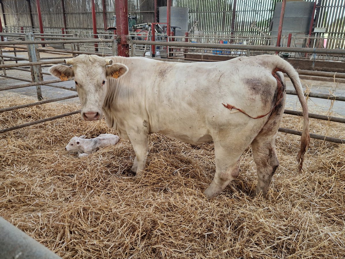 Je lance la saison des vêlages ouvertes pour ma part. Sauf que un peu en avance cette génisse, 10 jours avant terme petit loulou né au champs on rentre en vitesse pour s'en occuper avant le grand départ en vacances demain direction la Bretagne #ceuxquifontlaviande