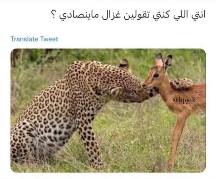 ضجيـج (@l_f_9_3) on Twitter photo 