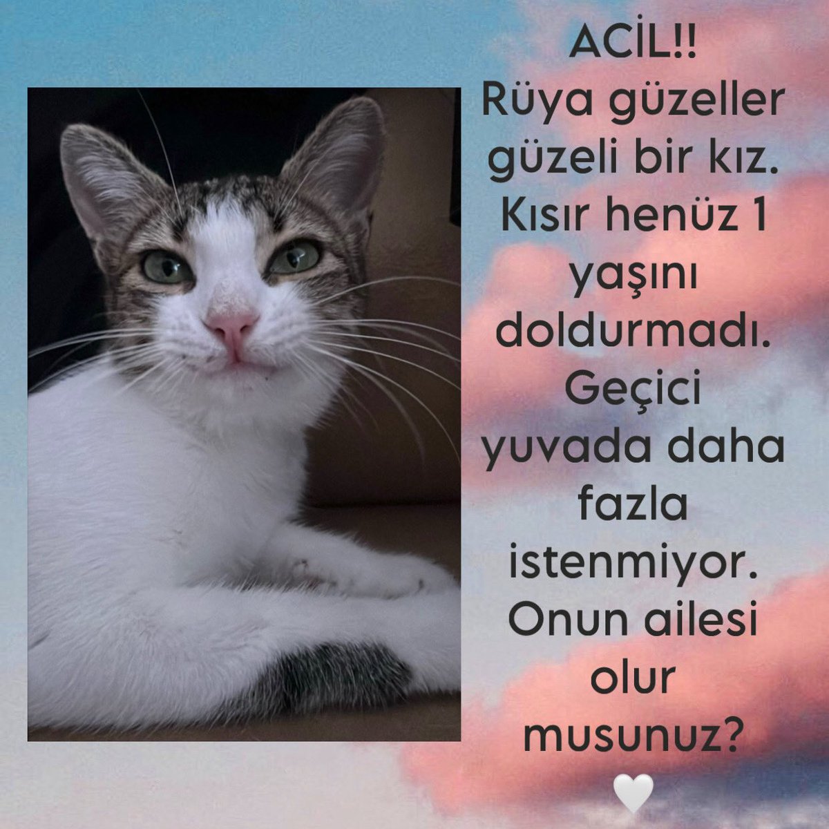 ACİL YUVA ARIYORUZ.
Rüya Ocak ayından beri geçici yuvasında. Artık orada vakti kalmadı, sokağı bilmiyor. Ona BURSA ve YAKIN ÇEVRE İLLERDE yuva arıyorum. Lütfen biri ona kalbini ve evini açsın🙏🏻🤍iletişim için mesaj atabilirsiniz. #satinalmasahiplen 
#acilyuva