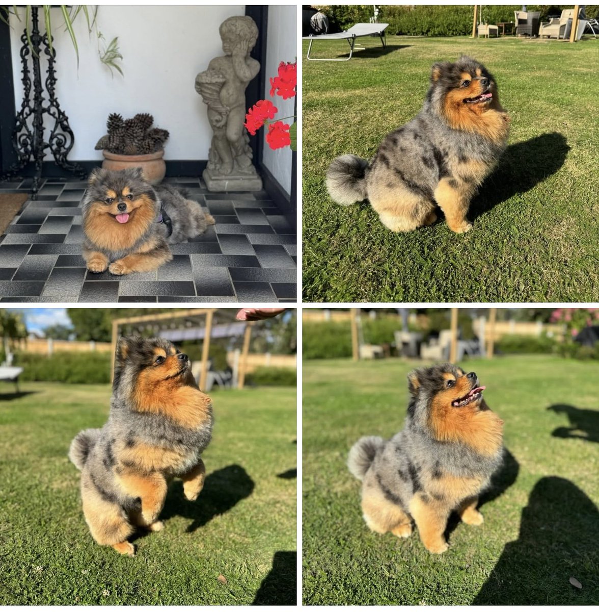 UPDATED TO #STOLEN <a href="/EssexPoliceUK/">Essex Police</a>
Baloo is an Assistance Dog.   PLEASE SHARE😢
#StillMissing 
🆘27 JULY 2025 #Lost Baloo #ScanMe 
Blue Merle &amp; Tan Pomeranian Male  Rectory Close #Hadleigh #Benfleet #Essex #SS7 doglost.co.uk/dog/199310