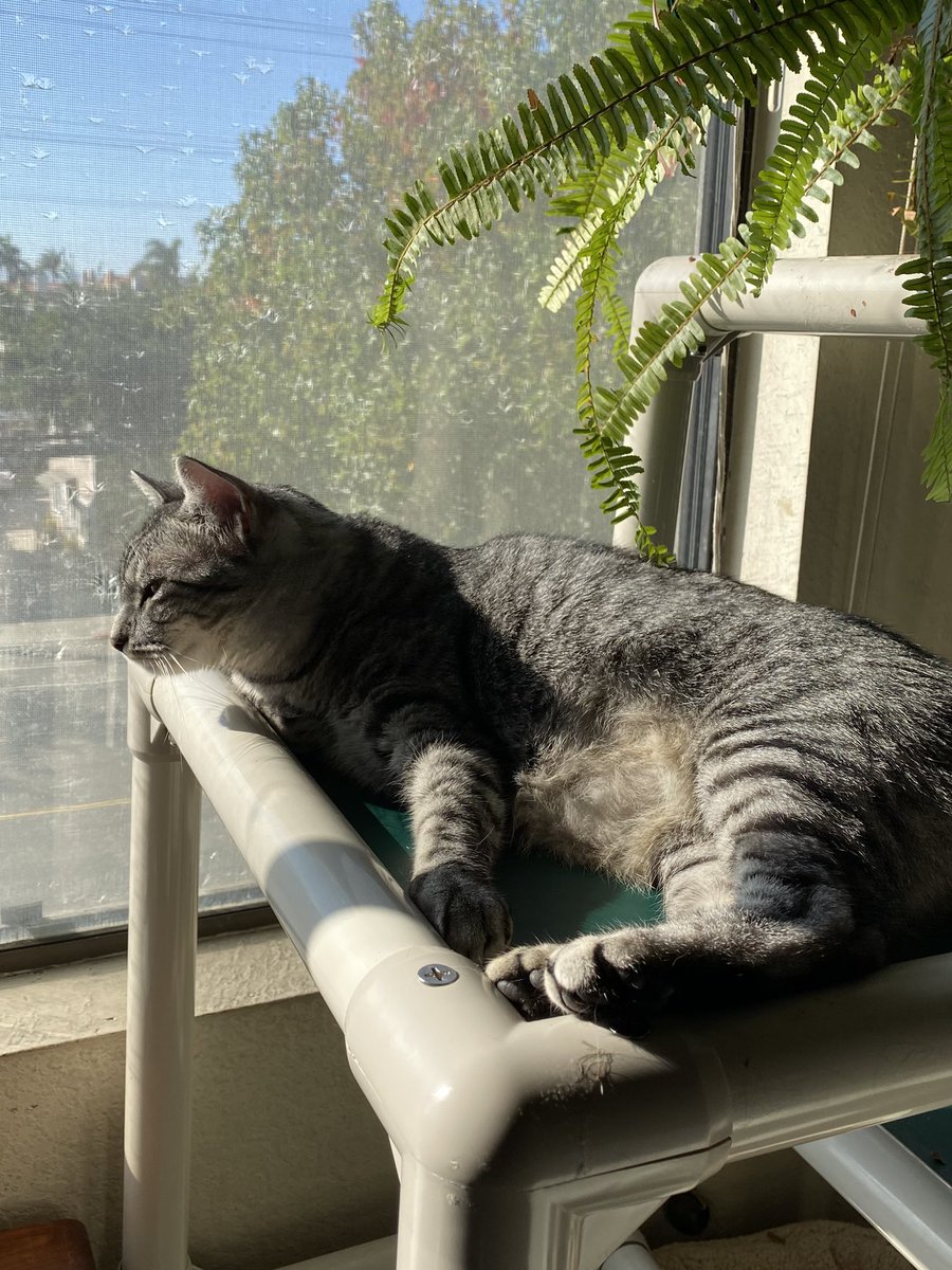 Janis McEldowney (@janismceldowney) on Twitter photo Luna/Macy: We are thinking of Jude today and sending purrs to his family. He is missed but will always be loved.
#HedgewatchforJude
<a href="/Hedgewatchers/">Hedgewatch</a>
<a href="/rachelgoes262/">Jude, Simon, Jolene, Rachel š³ļøāšš·</a> Luna/Macy: We are thinking of Jude today and sending purrs to his family. He is missed but will always be loved.
#HedgewatchforJude
<a href="/Hedgewatchers/">Hedgewatch</a>
<a href="/rachelgoes262/">Jude, Simon, Jolene, Rachel š³ļøāšš·</a>