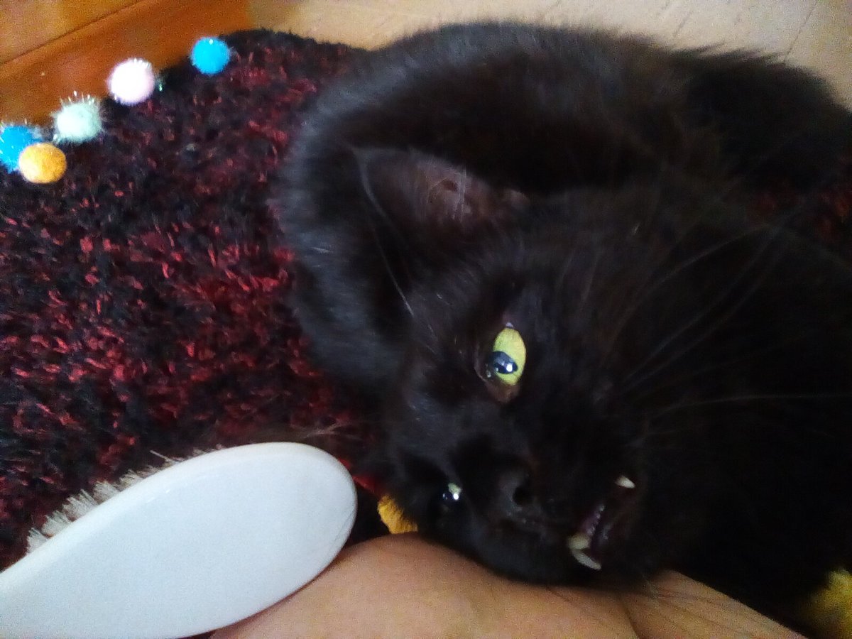 laura watts-fleming in memory of Gabi , Gem🌈 tweet media