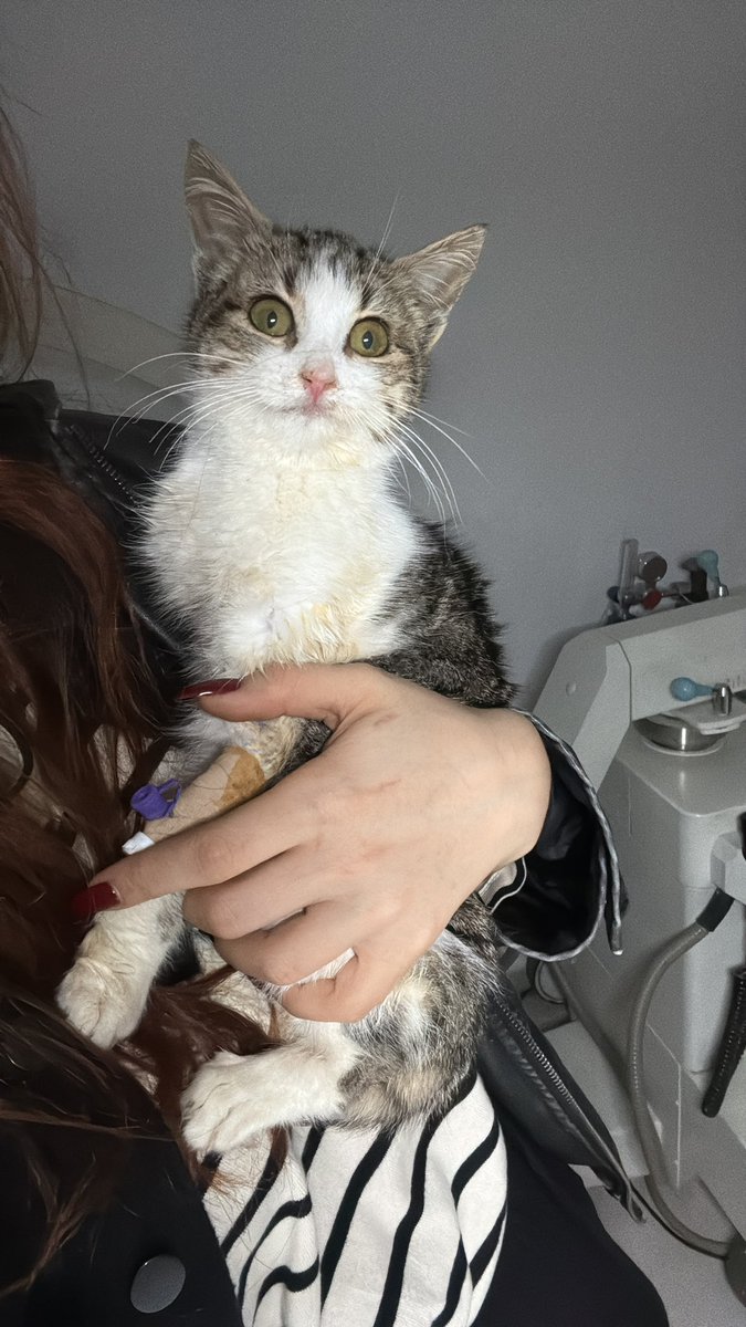 Onu bu halde tek başına ağlarken buldum, annesine zorla 3-4 sefer tekrar zorlayarak kabul ettirdim. yaklaşık 2 aylık olduğunda ölüme yatmış şekilde bulup uzunca tedavi gördü ve iyileşti🤍 o gördüğüm en güçlü kızlardan biri, size de bolca sevgi ve güç vereceğine eminim🤍