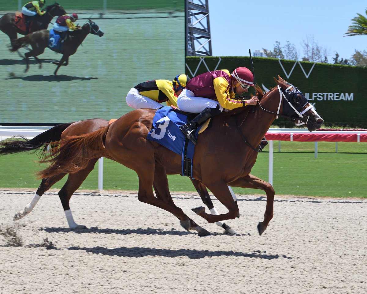 Gulfstream Park (@gulfstreampark) on Twitter photo Smooth Claret gets the job done in the first race, <a href="/LeojockeyReyes/">Leonel Reyes</a> in the irons for trainer <a href="/JFDAngelo/">Jose F D'Angelo</a>. #GulfstreamPark #RoyalPalmMeet Smooth Claret gets the job done in the first race, <a href="/LeojockeyReyes/">Leonel Reyes</a> in the irons for trainer <a href="/JFDAngelo/">Jose F D'Angelo</a>. #GulfstreamPark #RoyalPalmMeet