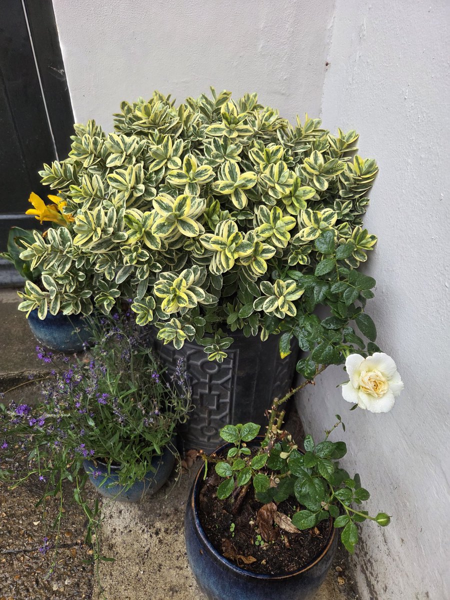 I have a rose... and its not dead yet... 🌱

You don't realise what an achievement this is for me... 😬🥳