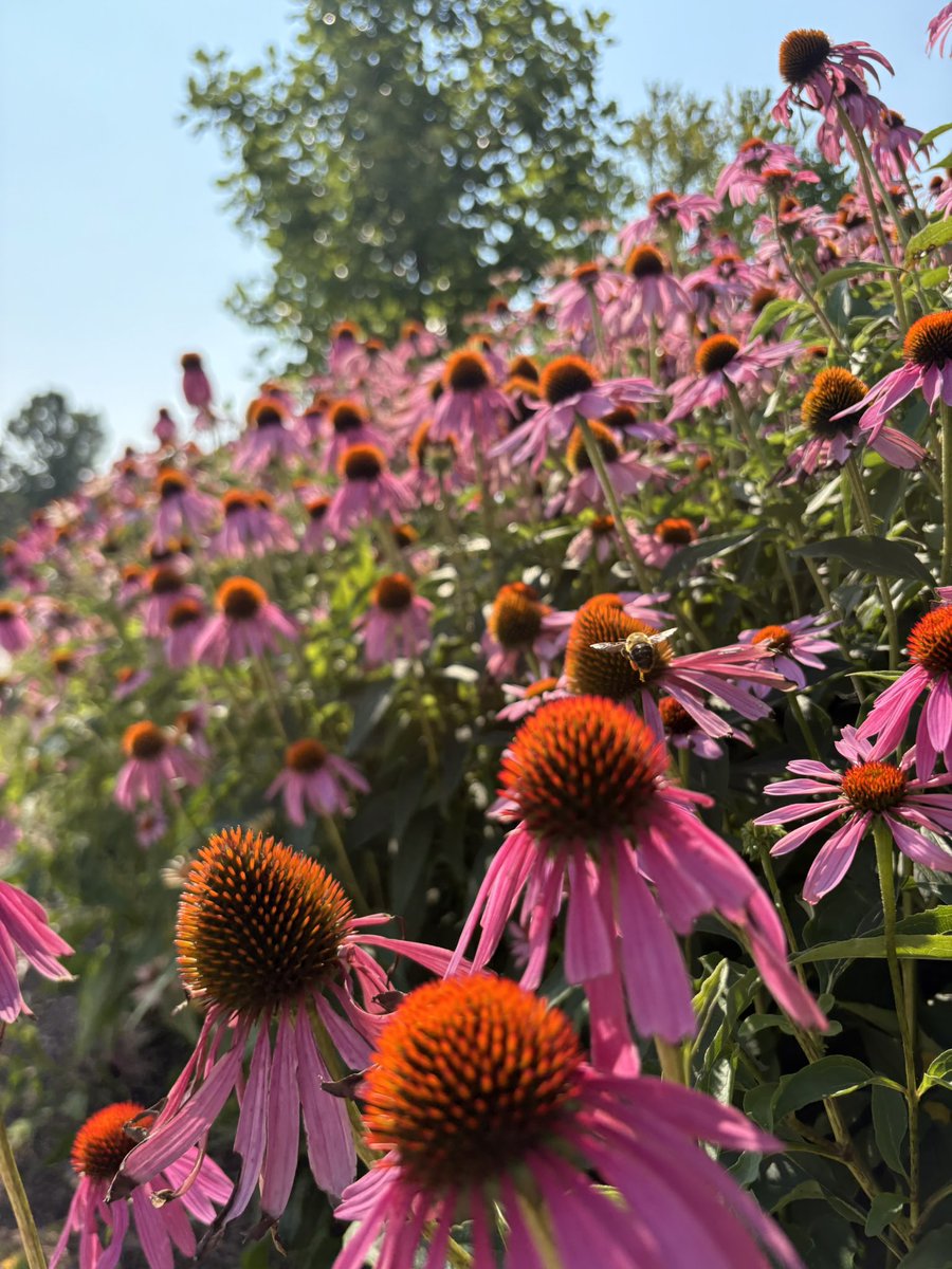 westernuMusic's tweet photo. We’ll 🐝 back, right after this long weekend!
@WesternU #WesternU https://t.co/1K6j1lnAaO