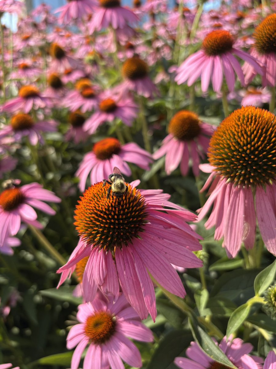 We’ll 🐝 back, right after this long weekend!
<a href="/WesternU/">Western University</a> #WesternU