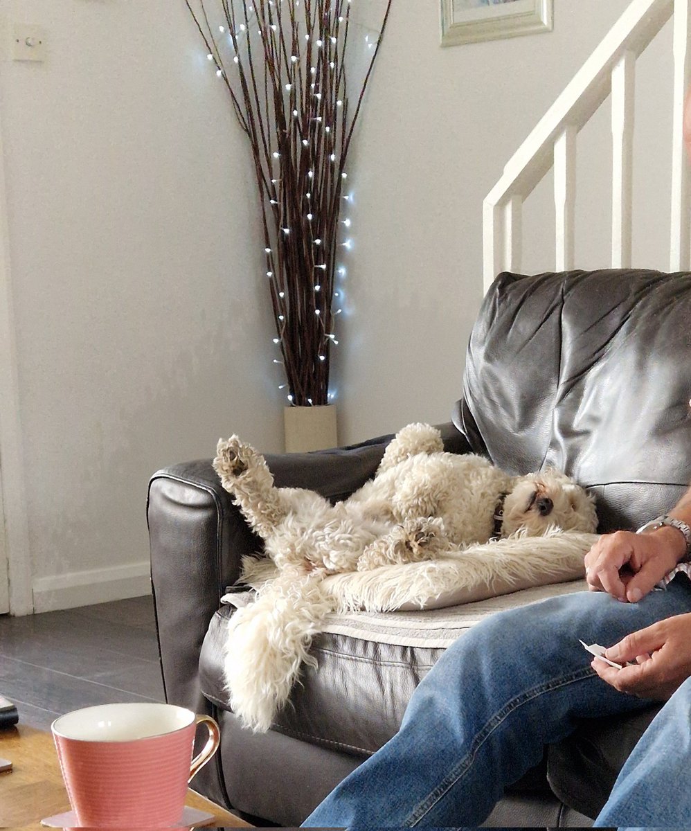 jennystape's tweet photo. *sighs gently* I've had a hard day, I've ran miles to and fro on my walkies chasing my borlee!!
#ContentedJack #HappyJack
#BovverBoys #BovverBoysForever https://t.co/Ls1eMO1Hd2
