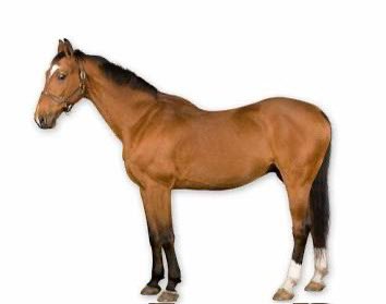 *Jokic drops a 60 point triple double

Announcer: Wow I wonder what’s going through Jokics mind right now 

Jokics mind: