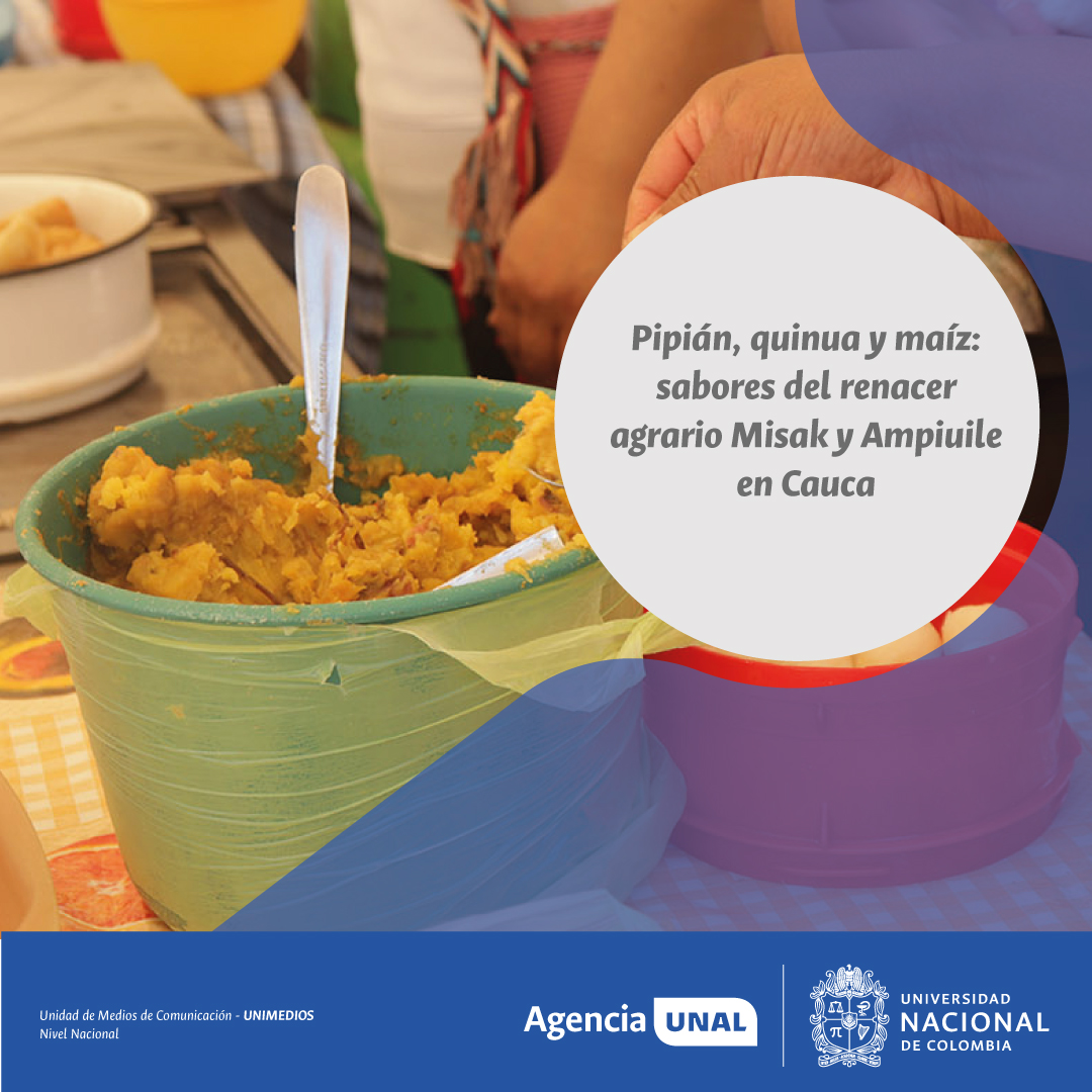#AgenciaUNAL |  Tamales de pipián, empanadas de maíz y recetas de quinoa se convirtieron en bandera de comunidades Misak y Ampiuile en Silvia (Cauca), que defienden su soberanía alimentaria frente a monocultivos y comida chatarra.

ow.ly/licM50WyNEa