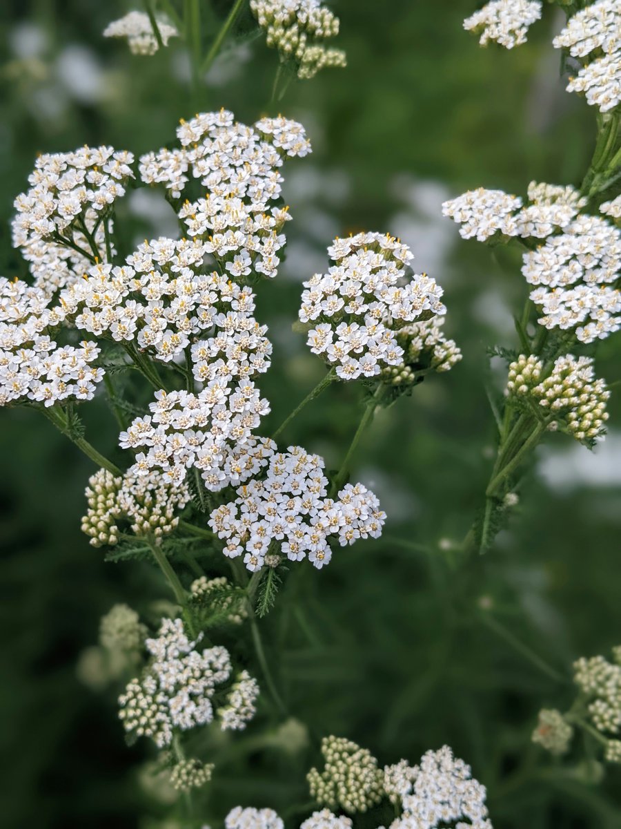 FREE guided hikes for adults in August! Meet us inside the Visitor Center and we’ll take you for an educational adventure out on the trails.

Stroll with a Naturalist: Prairie Flowers 8/14 at 10am
Stroll with a Naturalist: Wild Edible &amp; Medicinal Plants 8/28 at 10am