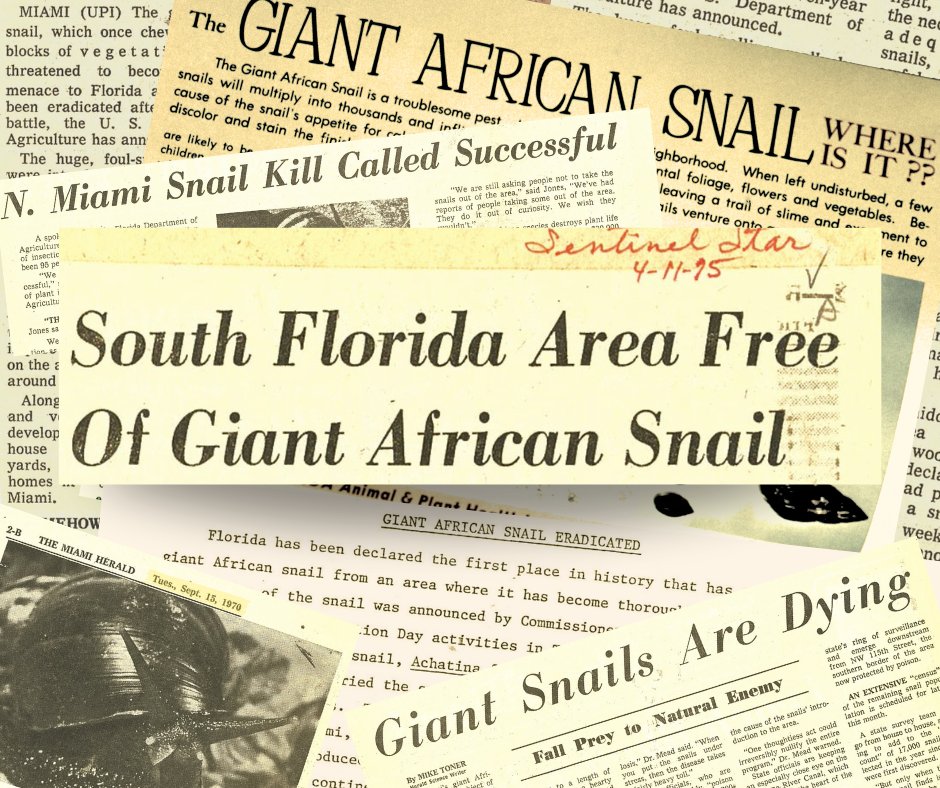#DYK what does it take to declare that a given eradication program was successful? 

🐌 For the #GiantAfricanLandSnail, eradication can be declared when no live snails have been found within the quarantine zone for at least 🗓️ 2 years after all treatments have been completed!