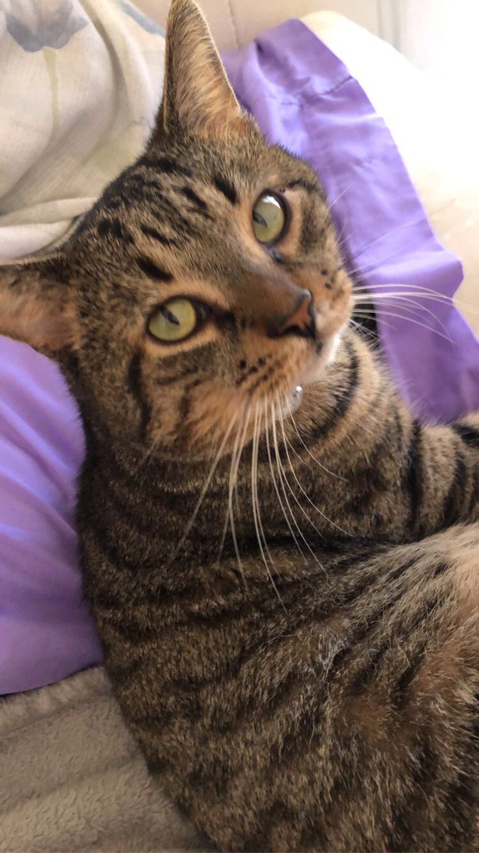 CompanionBridge's tweet image. Novebug needs immediate treatment at the Vet.  His mom is needing some help to make that happen.  Any amount will be helpful.
companionbridge.org/ourstory/noveb…