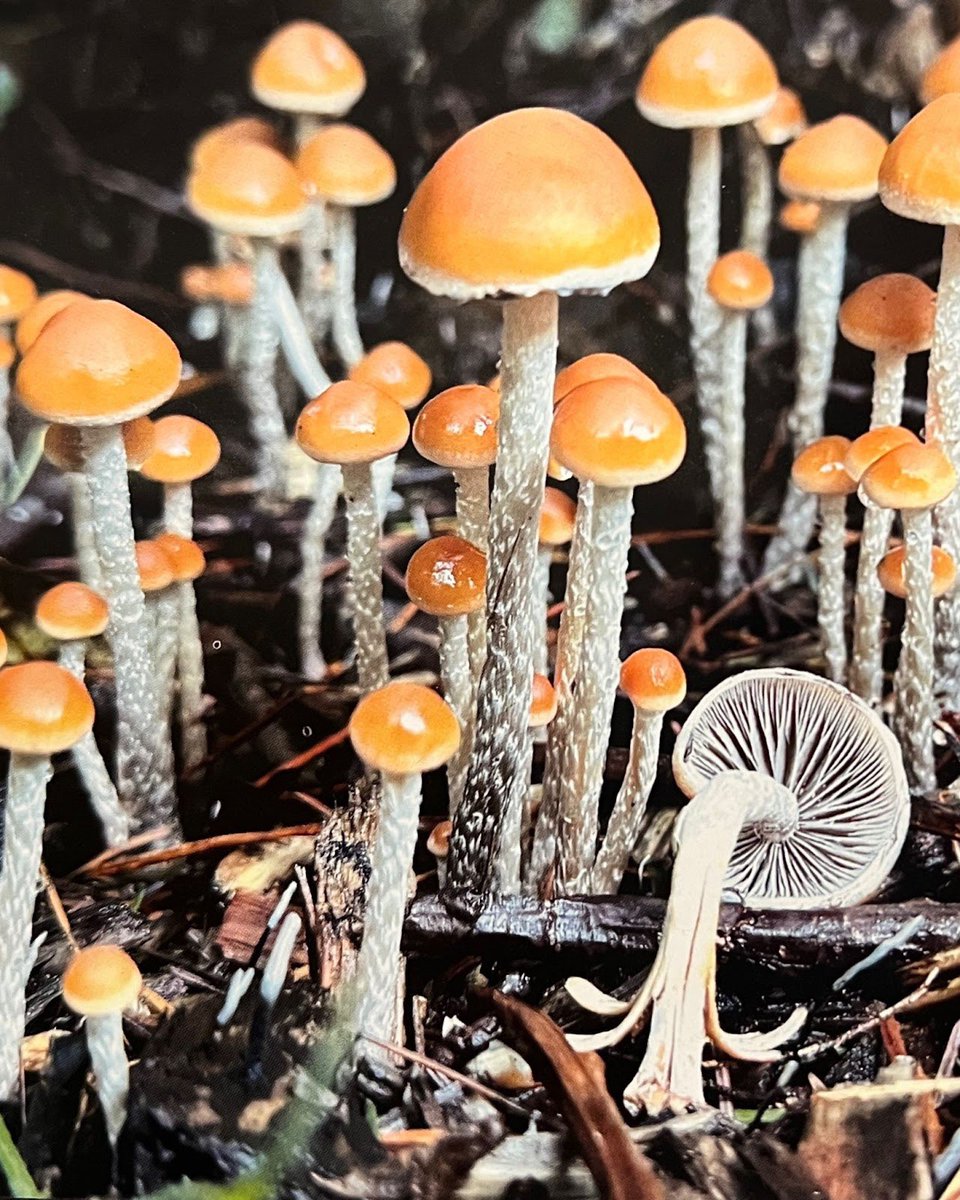 Entoloma serrulata, Mycena amicta, and Hypholoma dispersum (pictured here) are among the most common look-alikes of the psilocybin species and are what I like to call, the tricksters. Many of the tricksters are also indicator species, meaning they often grow in proximity to