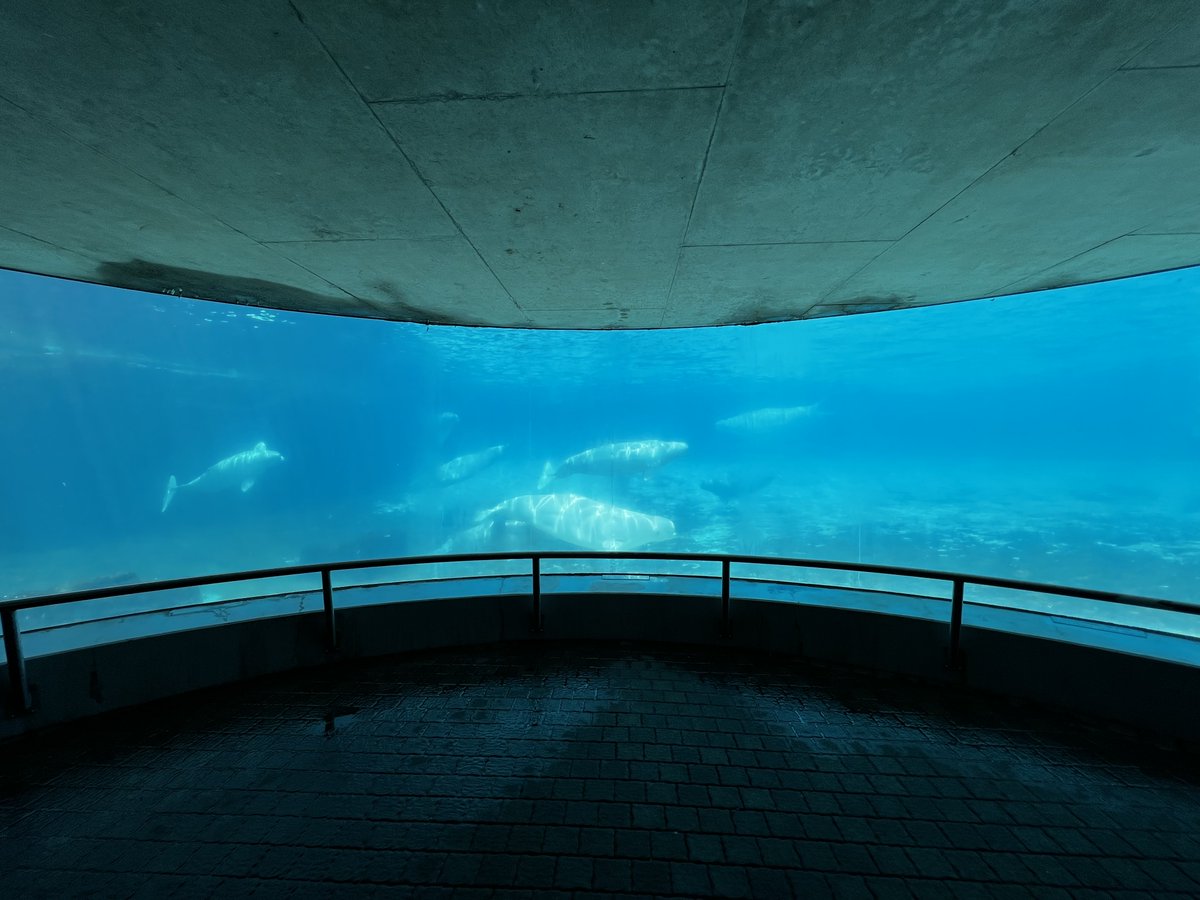 Canardiain tweet media