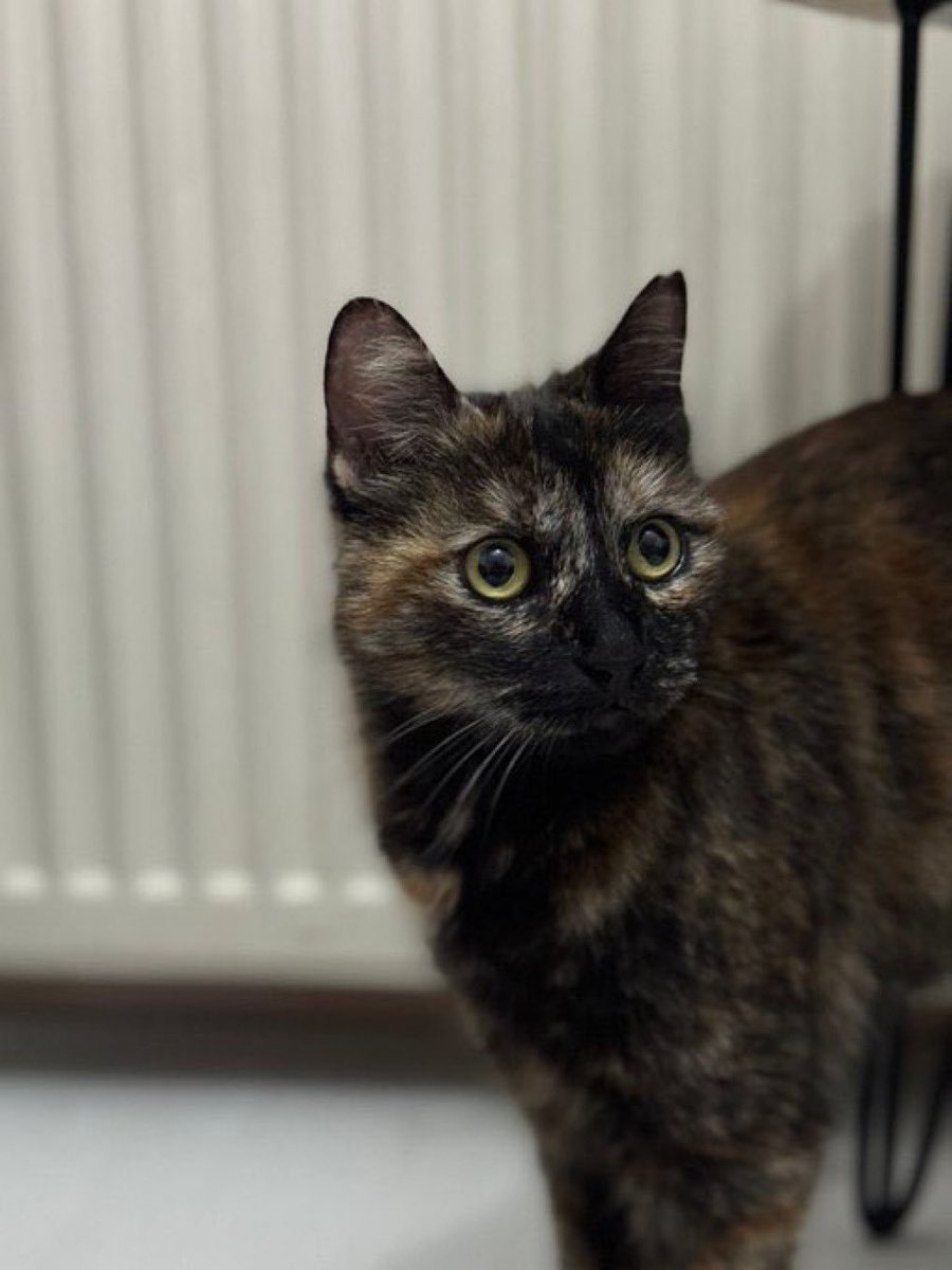 Canice işlenmiş bir suçun indirimi affı olmasın. Katiller toplumdan uzaklaştırılsın. #BurakAlanTutuklansın