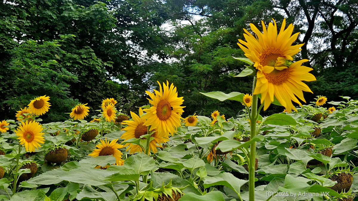 A beautiful #Sunflower field in Germany.
#FlowersOnFriday