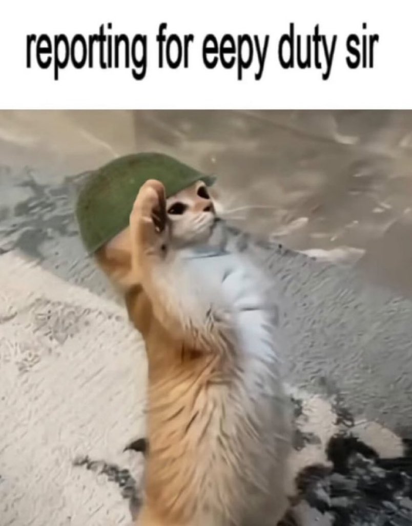 literallymecats's tweet image. 