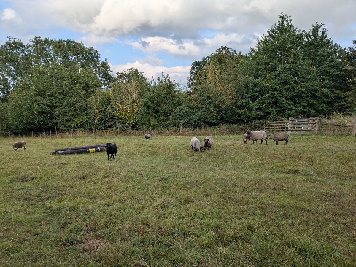 sheepinstitches's tweet image. In May, I had an order for 15 assorted #Shetlandsheep made from real #Shetlandwool. I had to research the colours as I don't know much about them. Who'd have thought that less than 3 months later I'd be getting my own small flock of 16 Shetlands, including a prize winning ram!