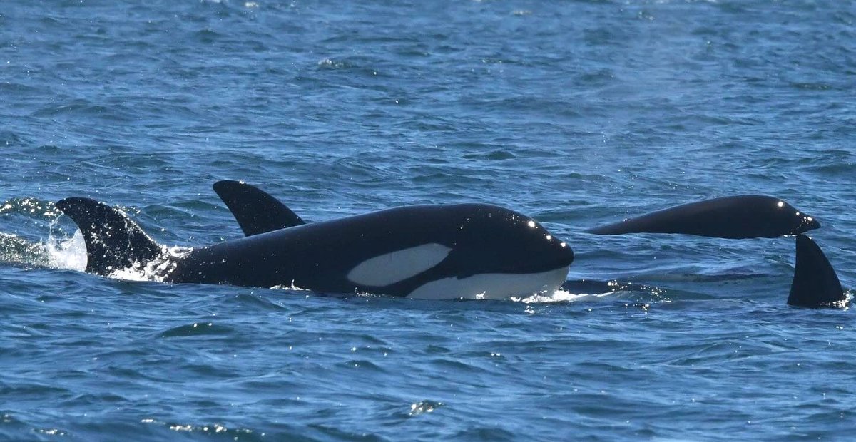 Pacific Whale Watch Association π³ (@thepwwa) on Twitter photo August already?! The summer is flying by! To kick off the month, here are some shots from a recent playdate between the T36As and T65Bs near Washington's Stuart Island.
π·: Rebekah Hardee, <a href="/dhcwhalewatch/">Deer Harbor Charters</a> August already?! The summer is flying by! To kick off the month, here are some shots from a recent playdate between the T36As and T65Bs near Washington's Stuart Island.
π·: Rebekah Hardee, <a href="/dhcwhalewatch/">Deer Harbor Charters</a>